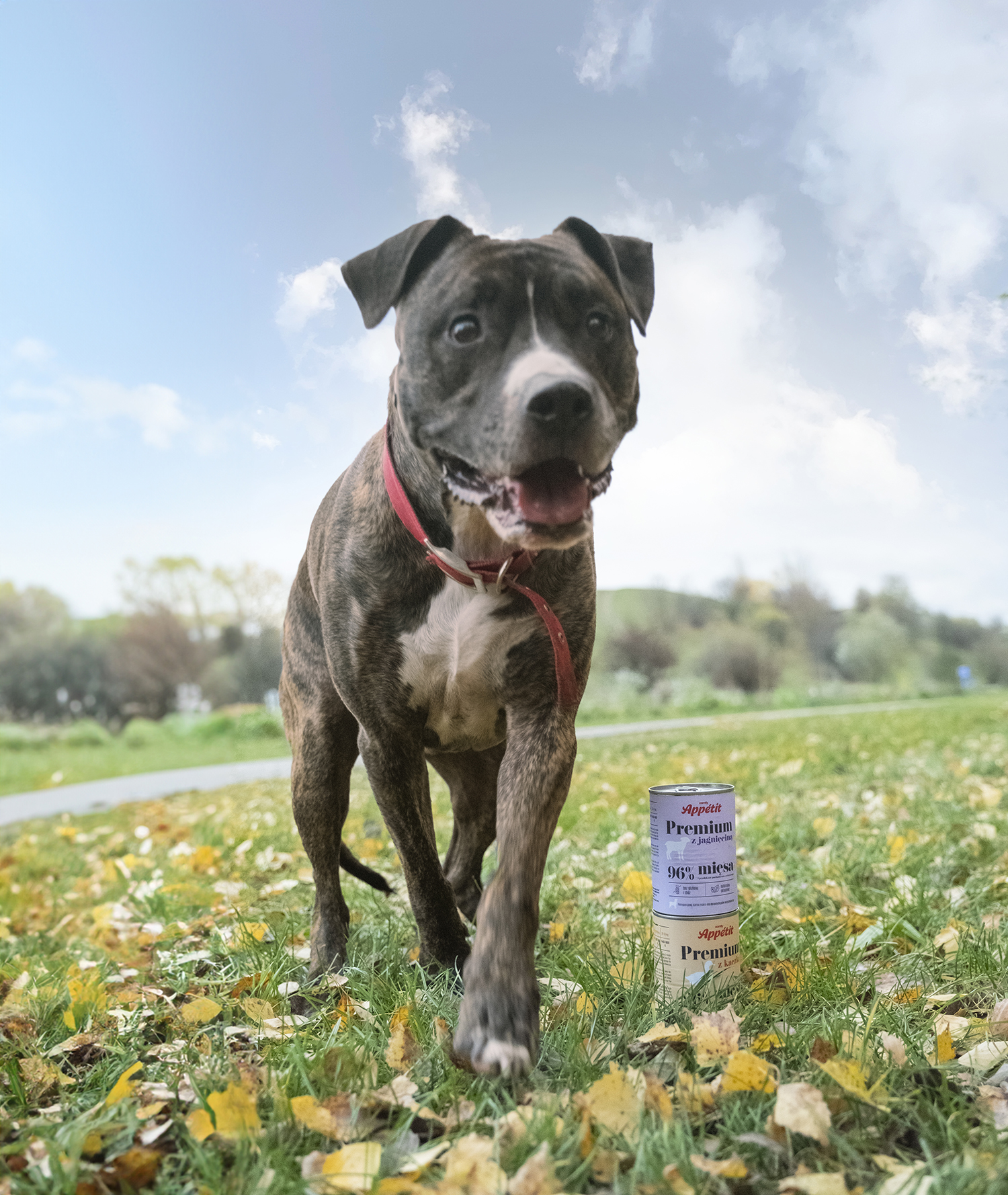 Comfy Appetit PREMIUM - Comfy